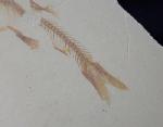 Leptolepides haertesi ARRATIA 1997 - Bild &copy; FossNet FossilienStore